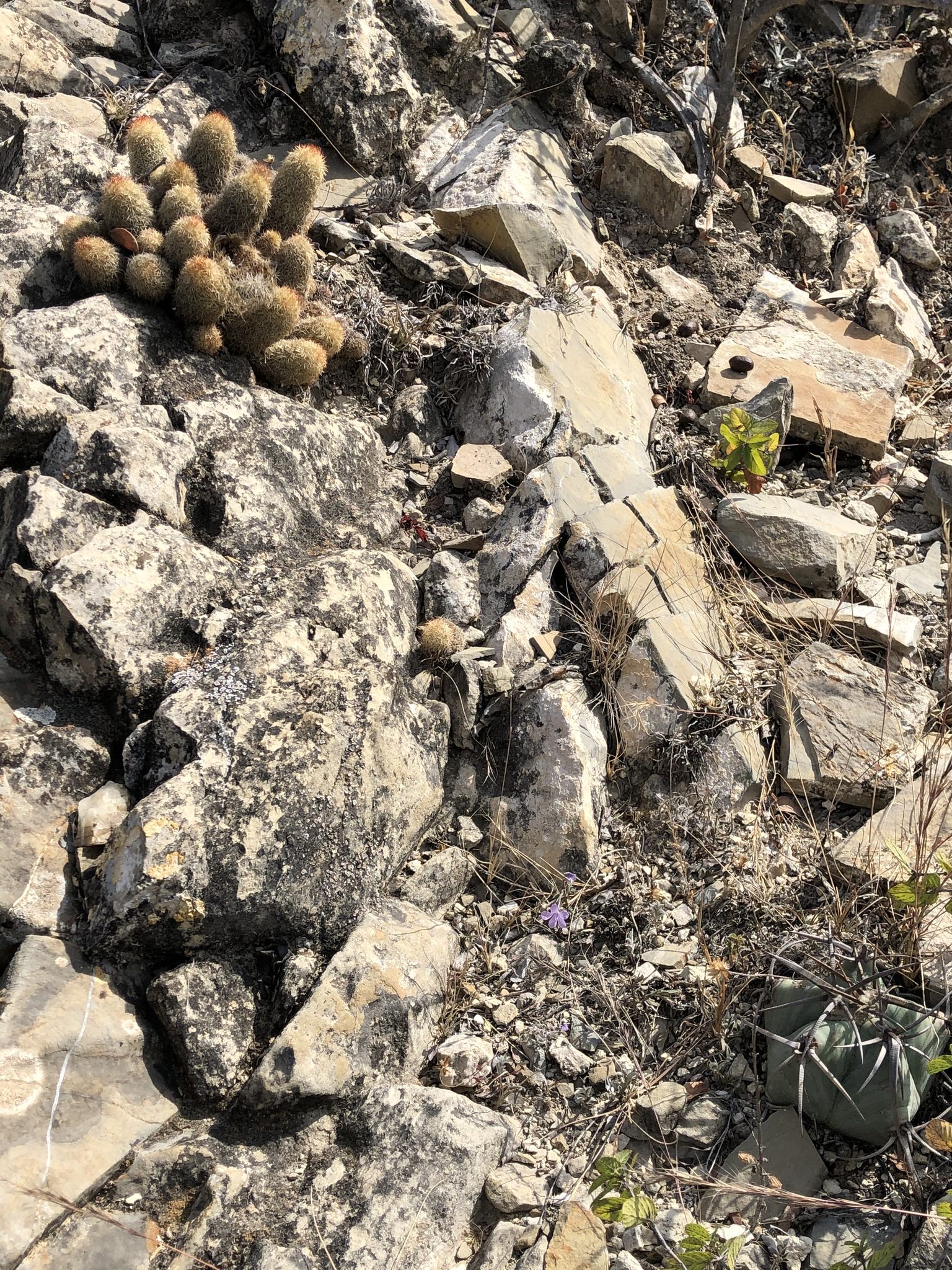 Mammillaria elongatha